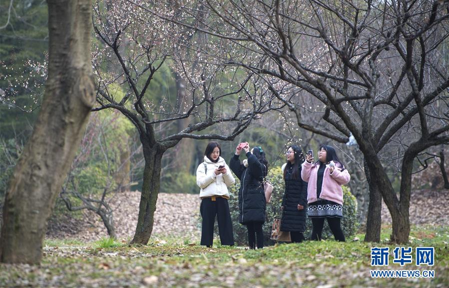 武汉东湖梅花节开幕