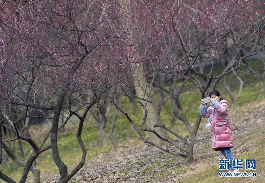 武汉东湖梅花节开幕