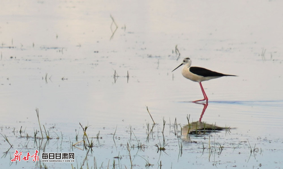 【生态】张掖肃南明花乡海子湖成长腿鹬栖息地_fororder_1