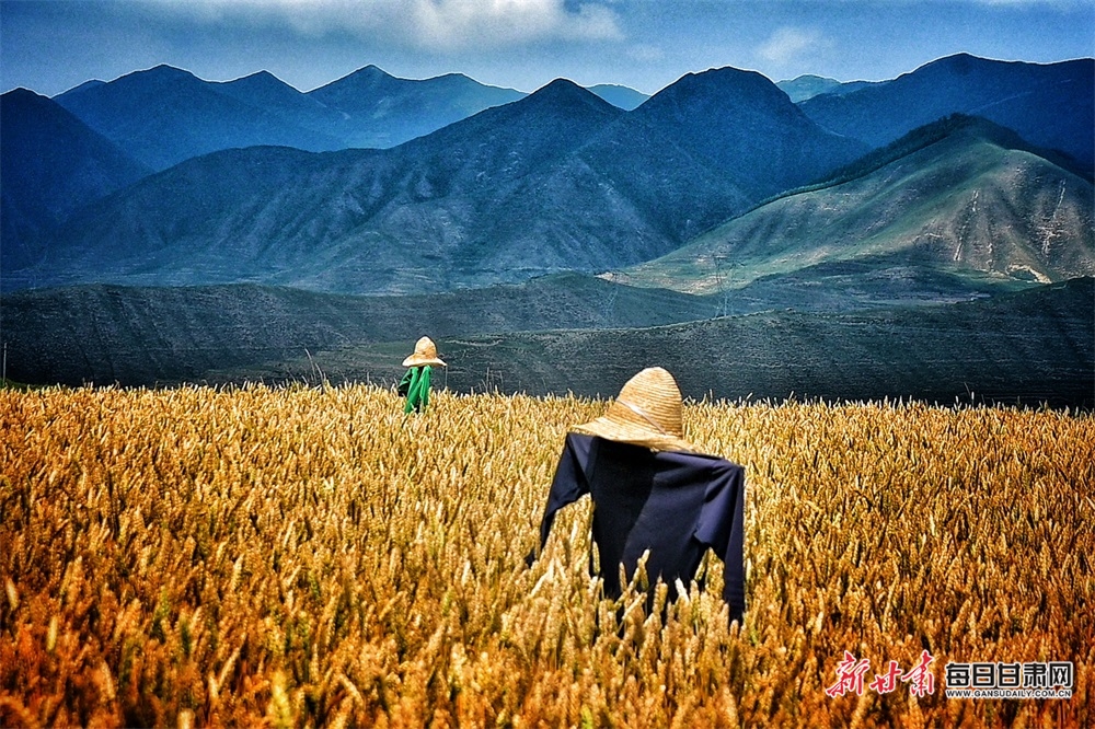 【兰州】兰州榆中县马坡乡：麦收季节“金”满地_fororder_3