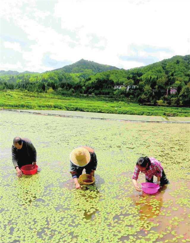 【城市远洋带图】重庆石柱：聚力打造成渝地区康养经济新标杆