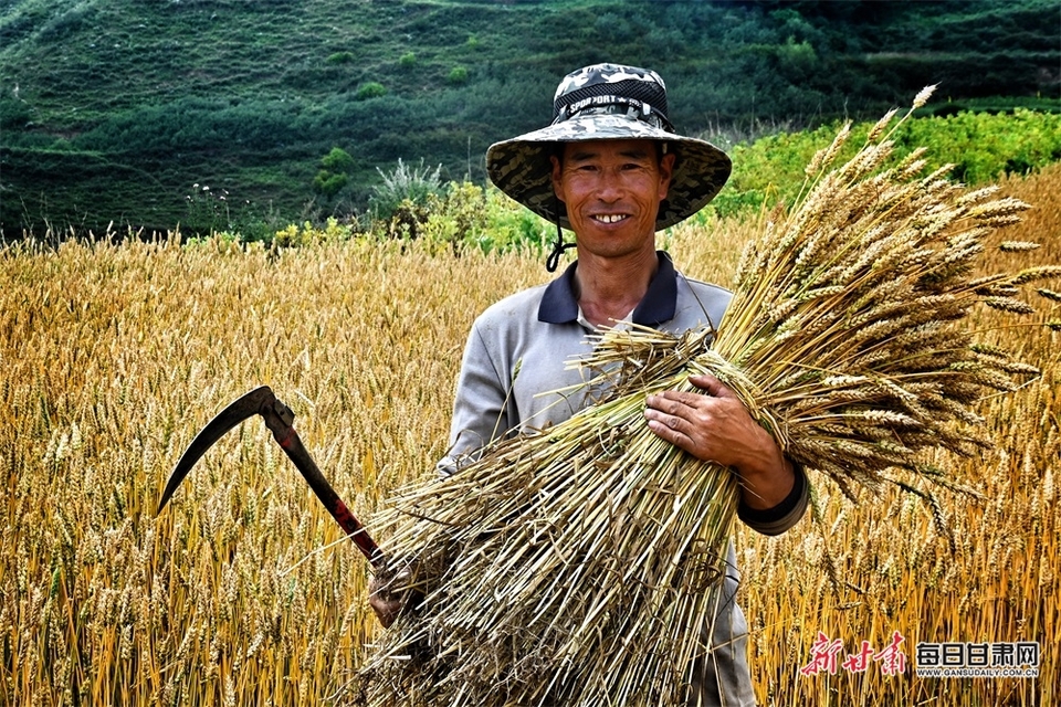 【兰州】兰州榆中县马坡乡：麦收季节“金”满地_fororder_4