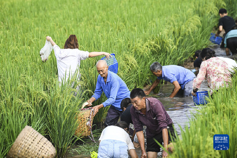 重庆永川举办庆祝丰收节活动