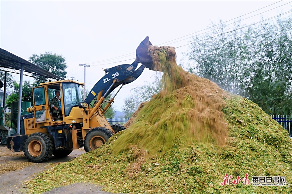 【平凉】平凉崇信县：青贮玉米收割忙 牲畜越冬有保障_fororder_4