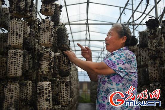 【幸福花开新边疆】内蒙古扎兰屯：小木耳做出大文章 黑牡丹开出致富梦