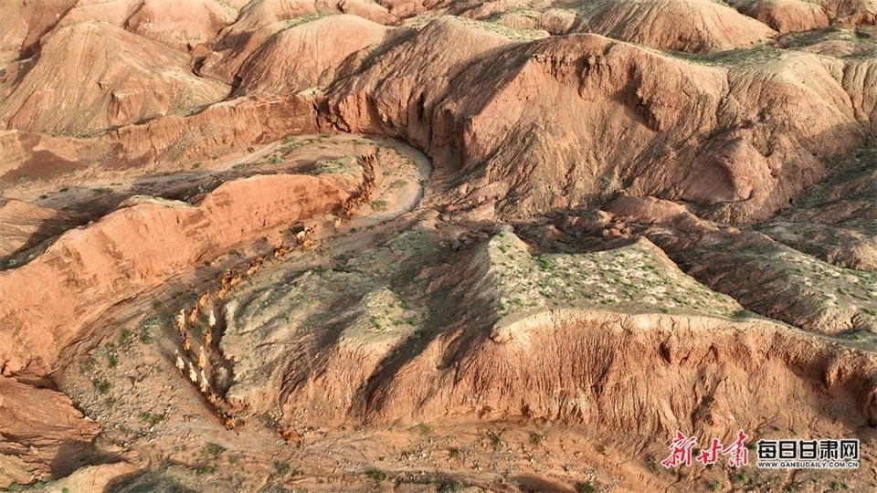 【大美甘肃】平山湖大峡谷：丹山赤壁驼铃响 嶙峋怪石画意浓_fororder_1