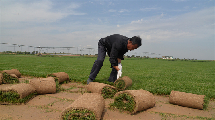 榆林靖边：草坪种植助农增收_fororder_82943964527685002