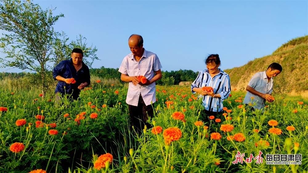 【平凉】平凉崇信黄寨镇：万寿菊变“致富花”_fororder_3