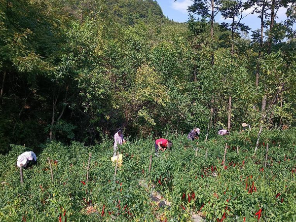 重庆巫山：复耕撂荒地种植辣椒助农增收_fororder_图片1