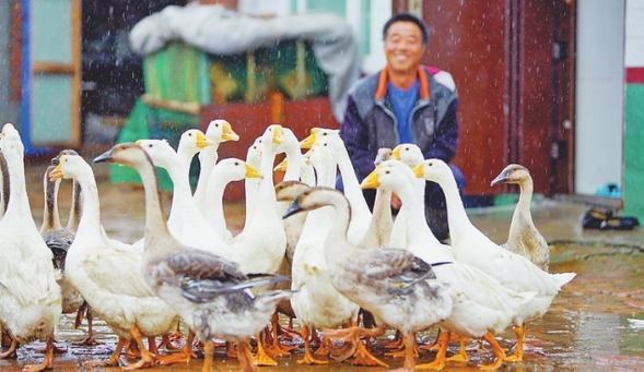 大雁领飞脱贫圆梦