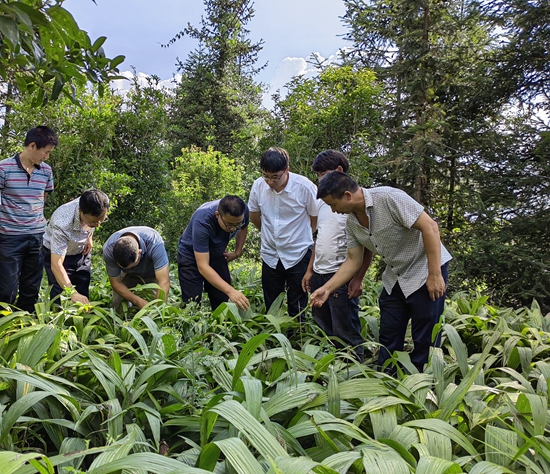 （供稿）贵州盘州：36名科技特派员积极行动 助力乡村振兴_fororder_何海永同其他农技专家在黄精地查看长势