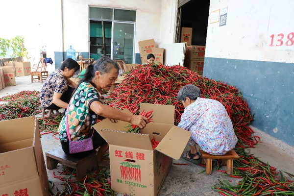 重庆巫山：复耕撂荒地种植辣椒助农增收_fororder_图片2