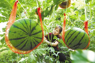 河北乐亭：建设全国农业科技现代化先行县探访