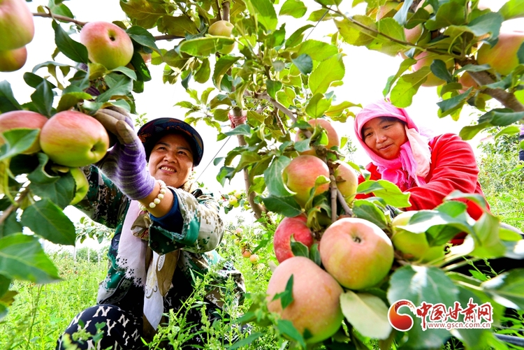 【张掖】【陇拍客】甘肃民乐：祁连山下20万斤矮化密植苹果喜获丰收_fororder_1