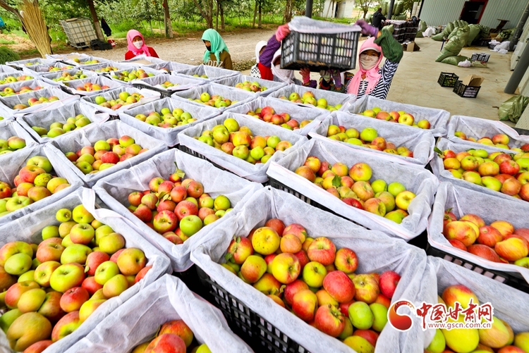 【张掖】【陇拍客】甘肃民乐：祁连山下20万斤矮化密植苹果喜获丰收_fororder_2