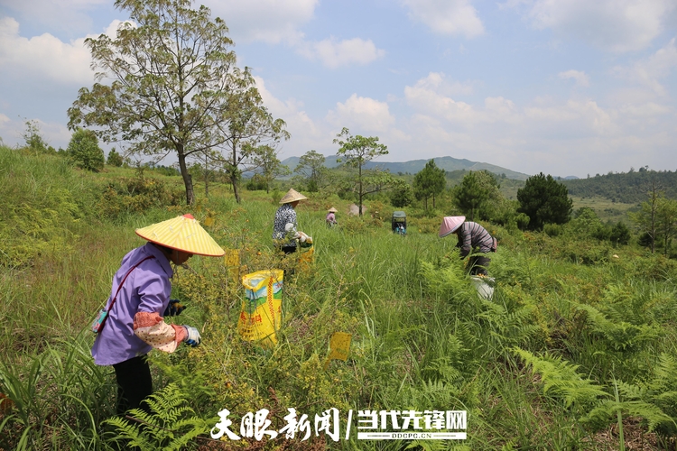 黔南荔波：小刺梨做成大产业 野果变身“黄金果”