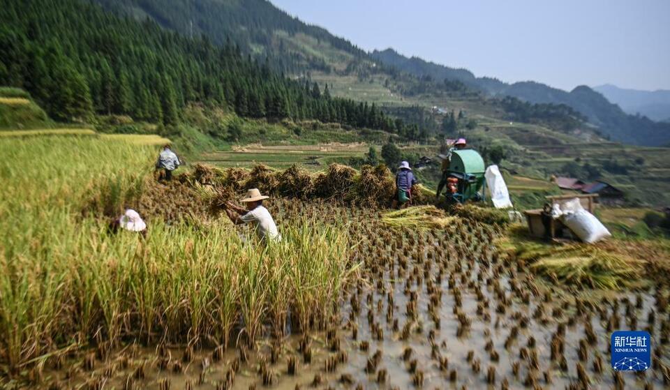 广西融水：大苗山迎来丰收季