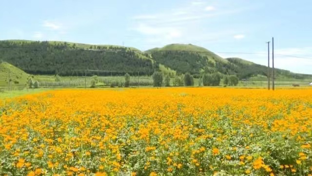 张家口崇礼：金莲花开成“致富花”_fororder_11