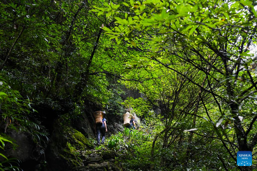 View of Chongqing Wulipo National Nature Reserve in Wushan County, Chongqing_fororder_图片9