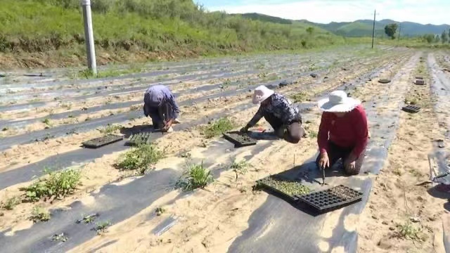 张家口崇礼：金莲花开成“致富花”