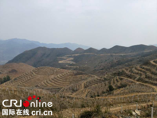 图片默认标题_fororder_磨上村火龙果种植基地（摄影 杨丽芳）