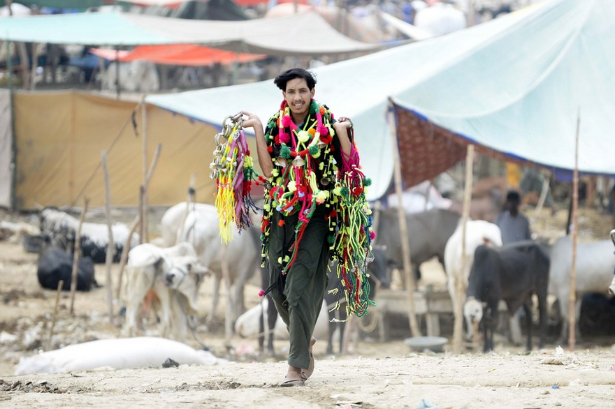 Asia Album: Pakistan's Eid al-Adha Festival Celebrations on the Way_fororder_5