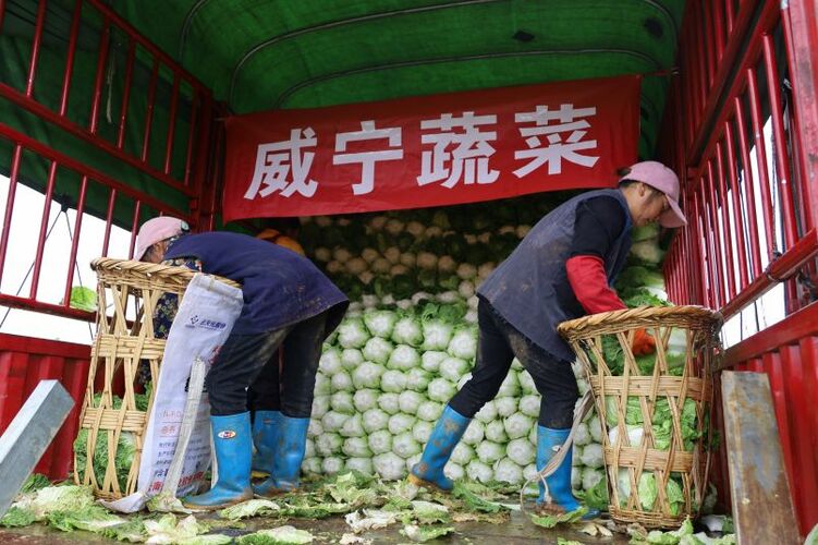 毕节威宁1000余吨蔬菜连夜发往贵阳