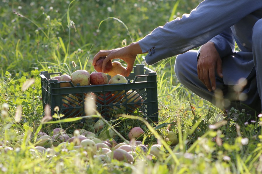 Asia Album: Apple Harvest Season in Afghanistan_fororder_3