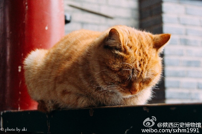 焦点图：“网红喵”伤人遭驱逐？西安碑林回应：猫咪不走啦