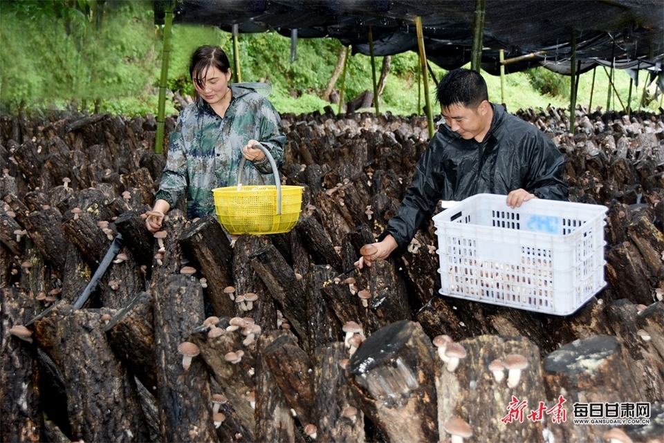 【陇南】陇南康县三河坝镇香菇喜获丰收_fororder_3