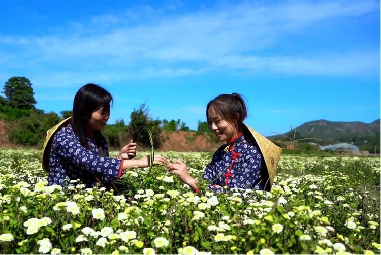 安阳林州：“菊花之乡”唱响丰收歌