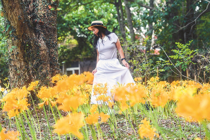 南京中山植物园：石蒜花海锦绣铺地