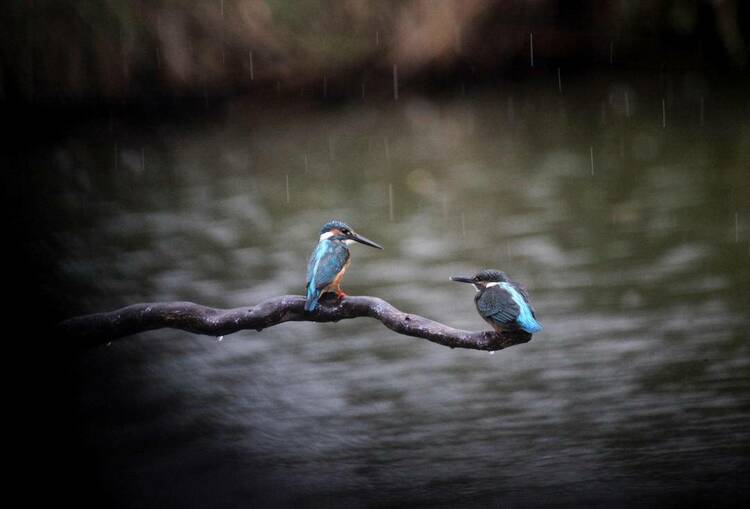 沈阳：秋雨寒 翠鸟欢