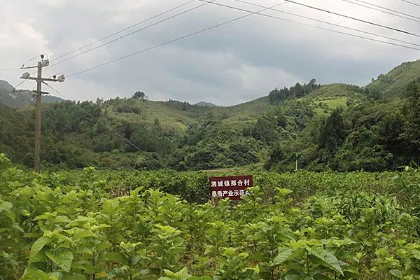 广西凌云县脱贫榜样杨通权：从贫困户到村干部的转变