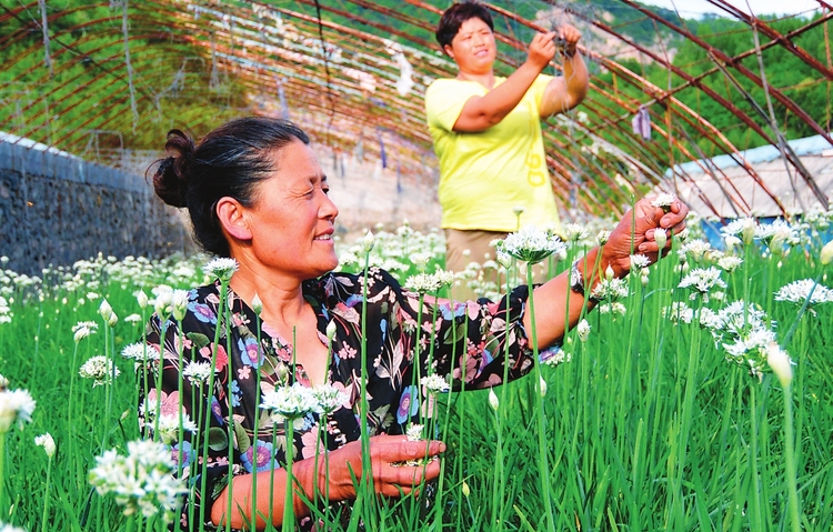 白山市建设"中国绿色有机谷·长白山森林食药城"掠影