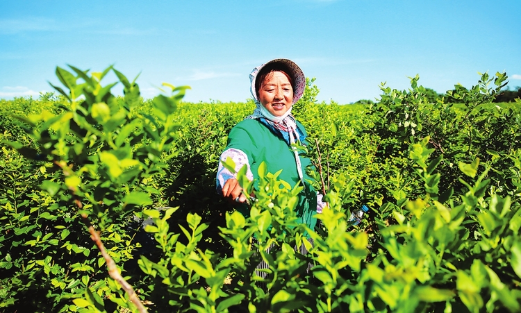 白山市建设"中国绿色有机谷·长白山森林食药城"掠影