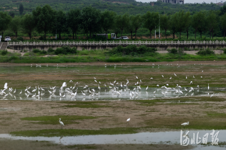 河北邢台：湖光鹭影映清波