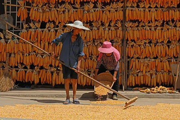 Chongqing Pengshui: Miao People's Township Busy with Autumn Harvest_fororder_图片2