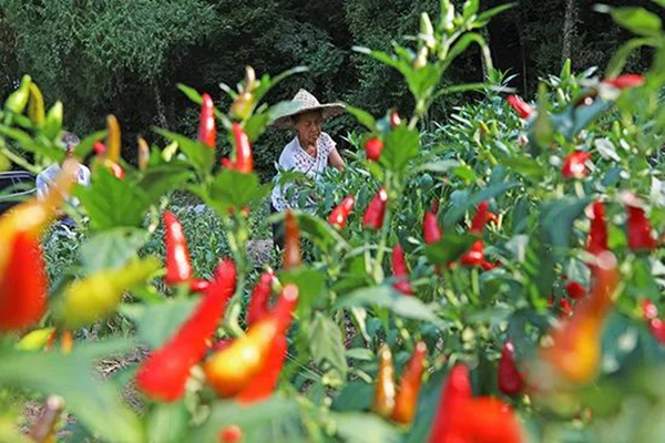 Chongqing Pengshui: Miao People's Township Busy with Autumn Harvest_fororder_图片4