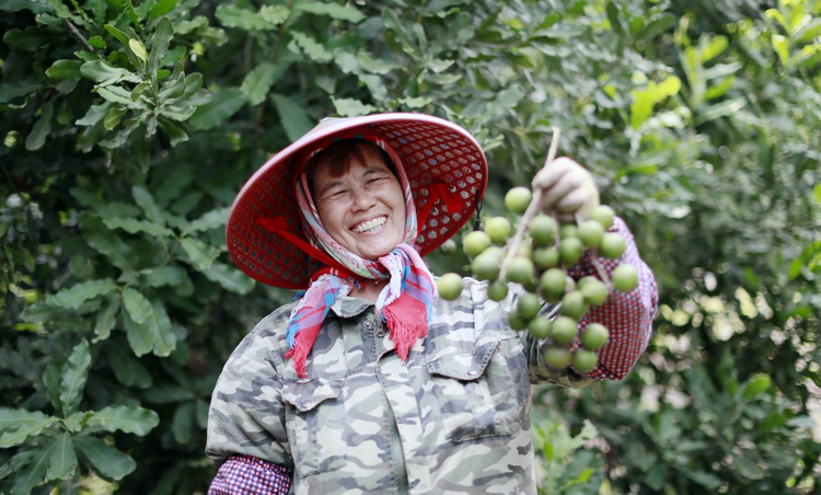 广西扶绥：硕果满山盼采摘 坚果产业富农家_fororder_图片2