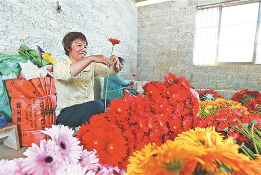 广西靖西：山乡栽芳菊 花开沁人心