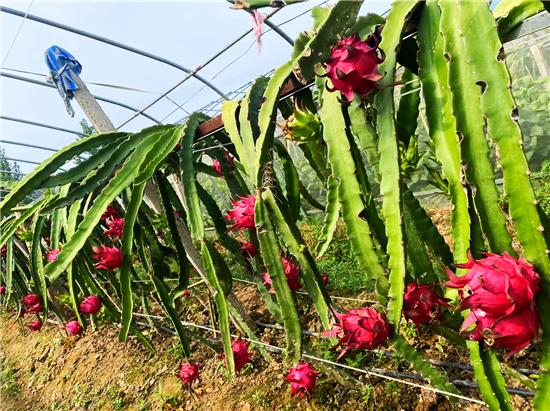 【乡村振兴看河南】开封市通许县练城乡彪岗村：火龙果喜获丰收 红火村民致富路_fororder_图片2