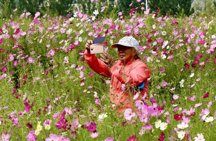 鞍山：格桑花海醉游人