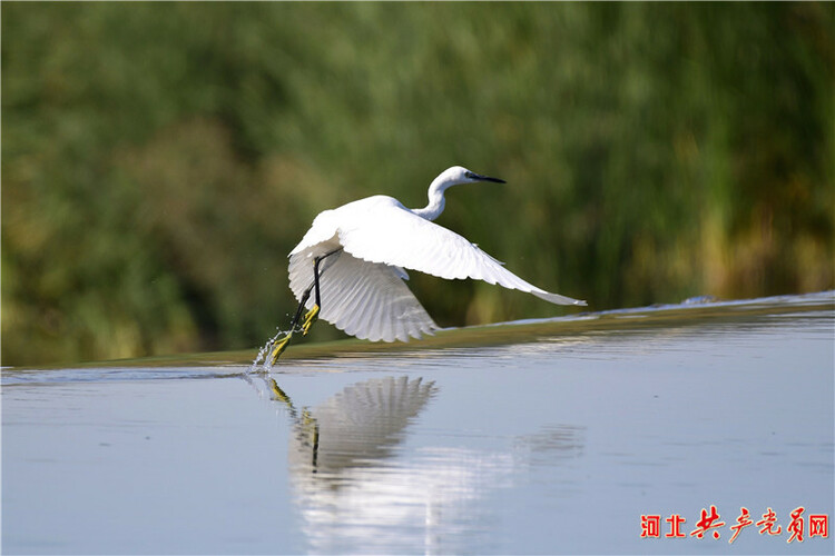 河北迁安：鹭舞水城景如画