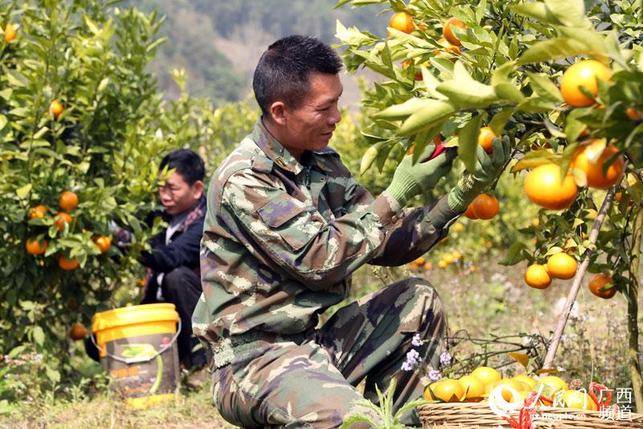 【八桂大地、八桂大地-百色】广西百色右江区100余吨生态沃柑供应春节市场