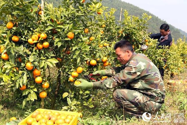 【八桂大地、八桂大地-百色】广西百色右江区100余吨生态沃柑供应春节市场