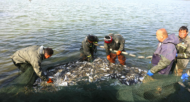 河北衡水：呵护一湖碧水 走出生态特色发展之路