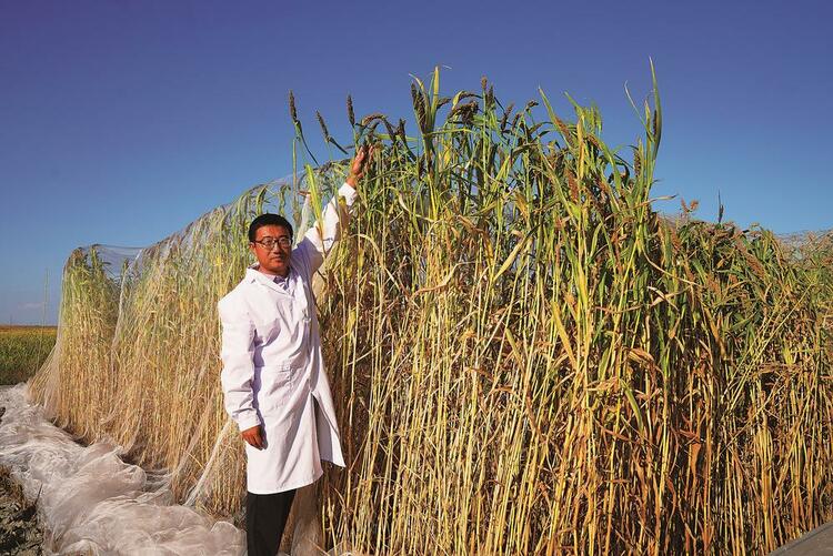 白沙滩灌区重点实验站可食用稗种植试验获阶段性成功_fororder_9ac1c1a5-200f-4dd1-becc-3d968f696a34