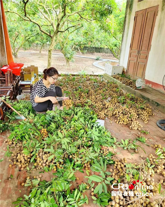 （果篮的十年变化）越南龙眼季节收获忙 中国市场助当地果农走上致富大道