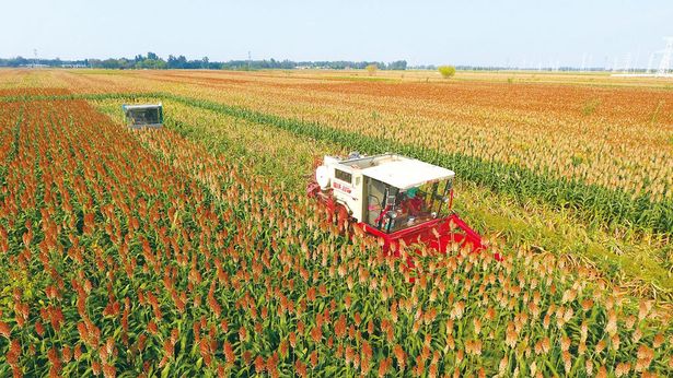 河北省阜城县引导农民发展酿酒高粱种植有效带动农业增效、农民增收